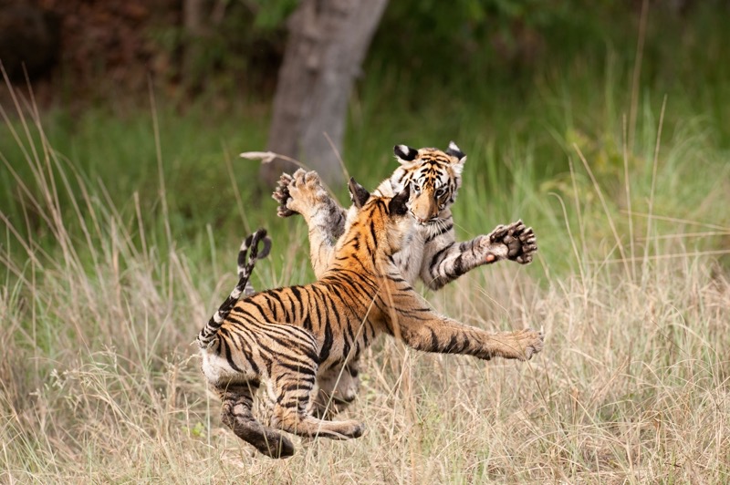 Junge Tiger