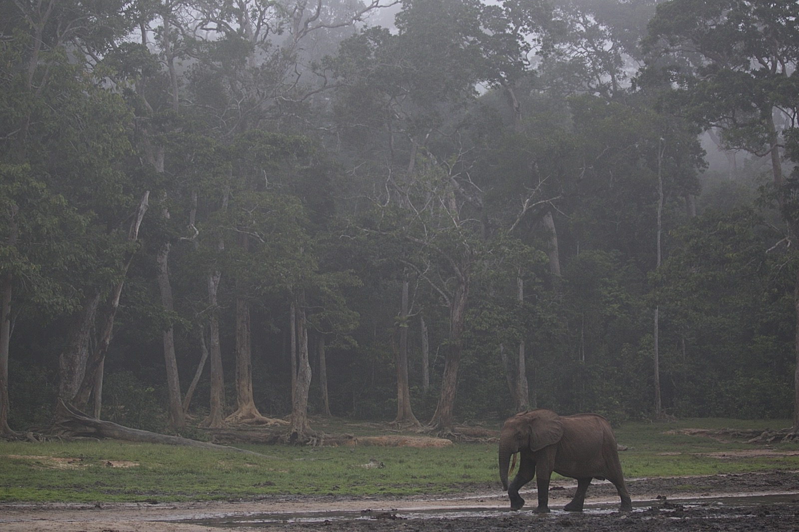 Einsamer Elefant