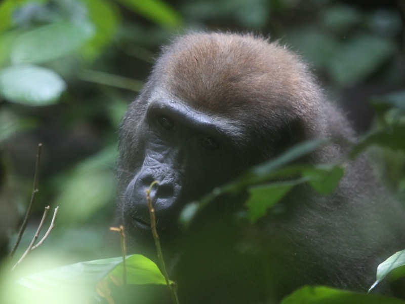 Gorilla Dzanga-Sangha