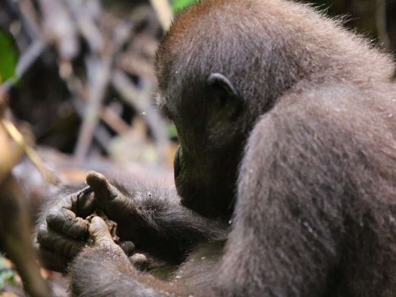 Gorilla Haende
