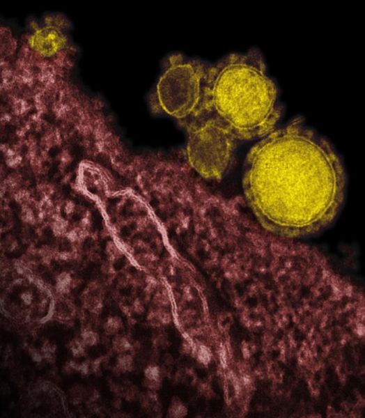 MERS-Coronavirus