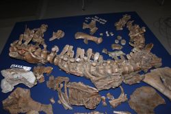 Knochen_Gronosaurus_Hampe_MfN_250.jpg