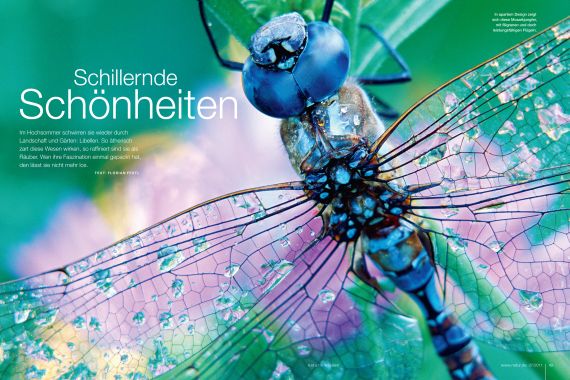 nk07-Libellen_570.jpg