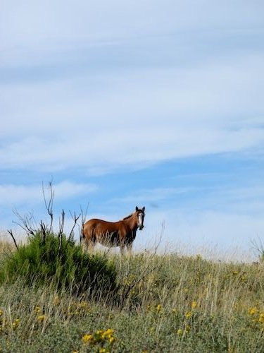pferd-wachsam.jpg