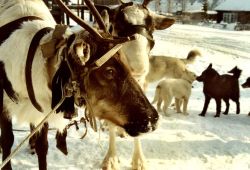rentiere-1_250.jpg