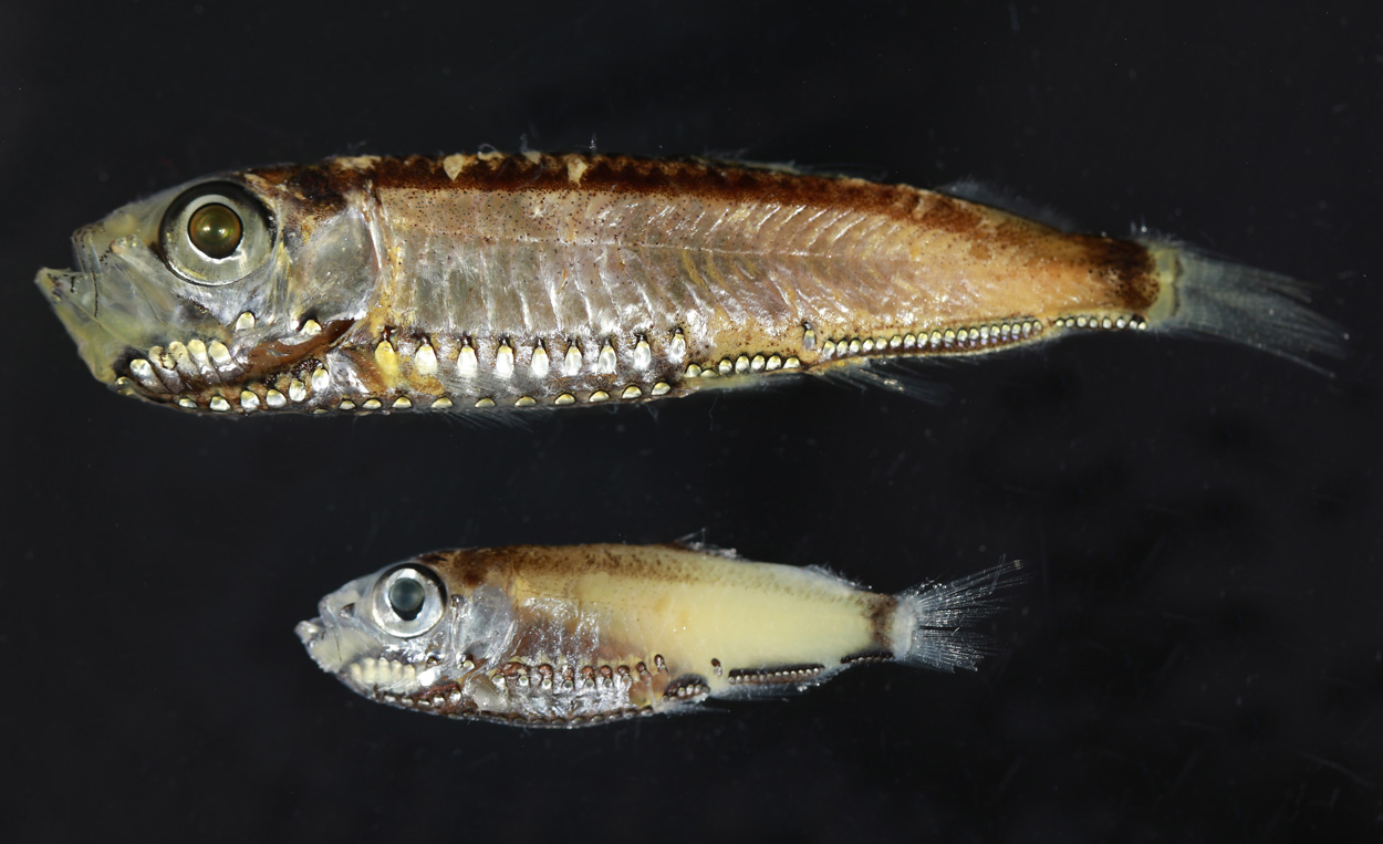 Tiefseefischen ins Auge geschaut