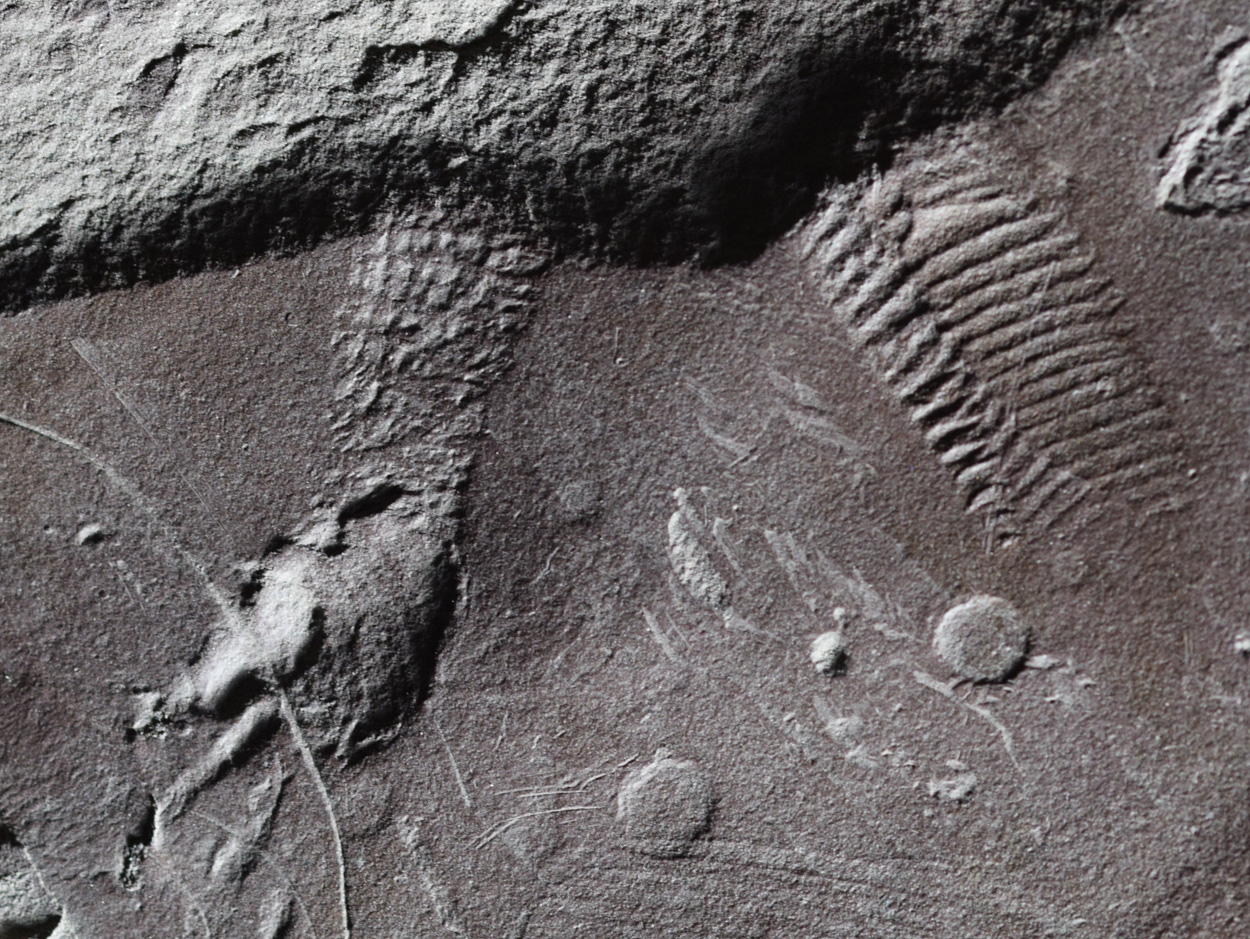 Älteste Hautabdrücke von Reptilien
