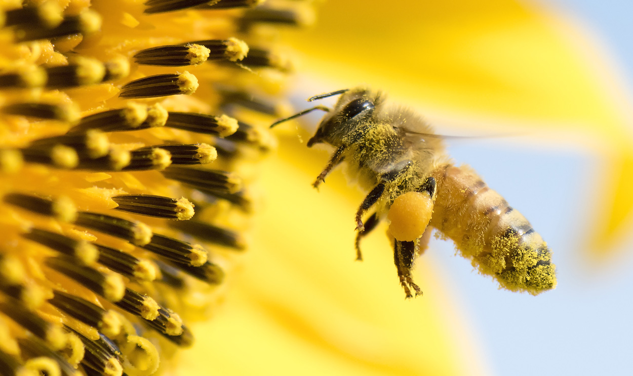 Honigbienen fliegen präziser als gedacht