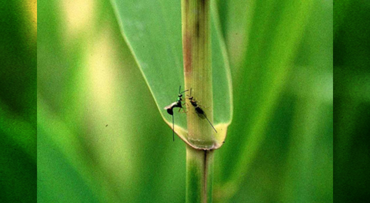 Verborgene Insektenvielfalt im Inneren von Grashalmen