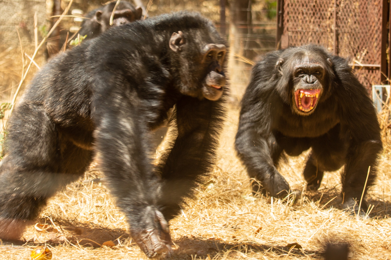 Bonobos sind nicht friedlicher als Schimpansen