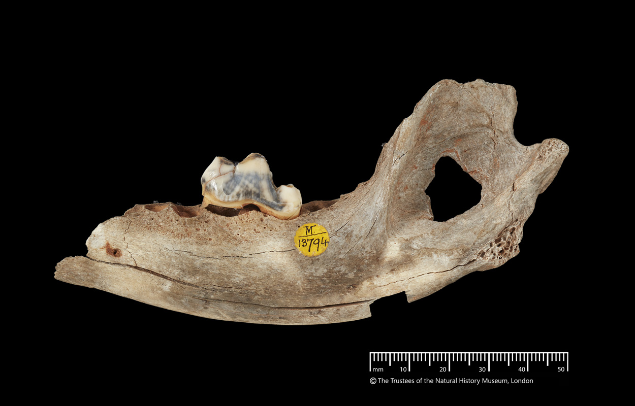 DNA enthüllt die Geschichte der frühesten Hunde Europas