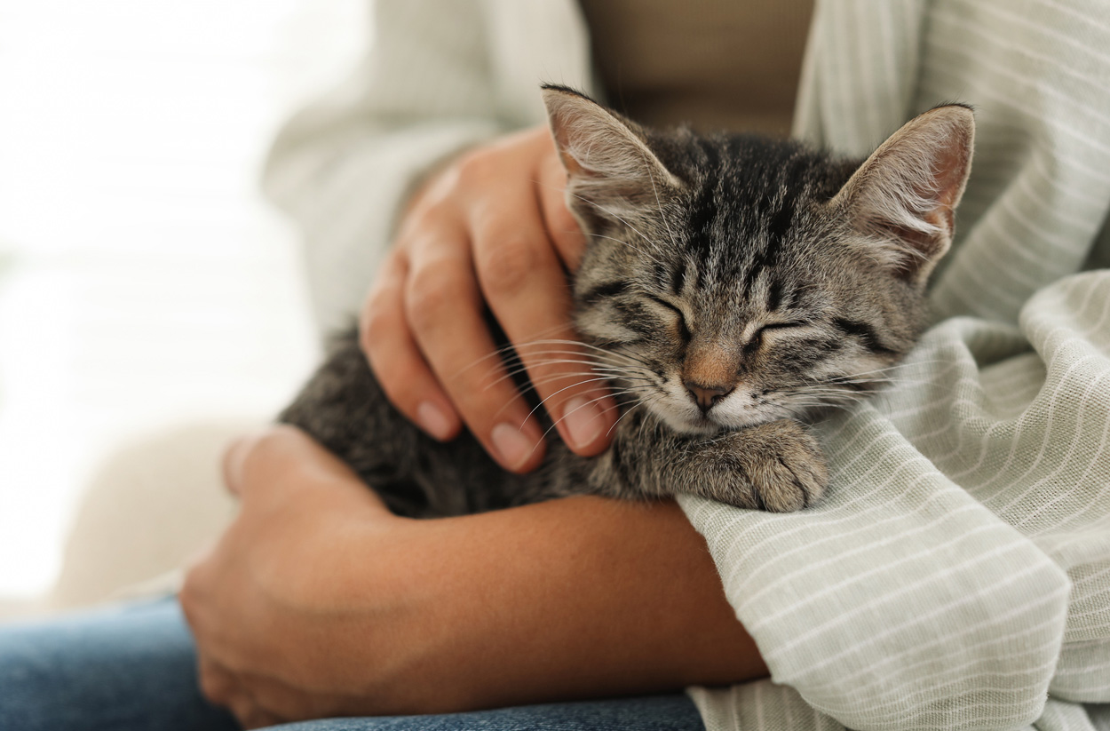 Wie gut kennen wir unsere Katzen?