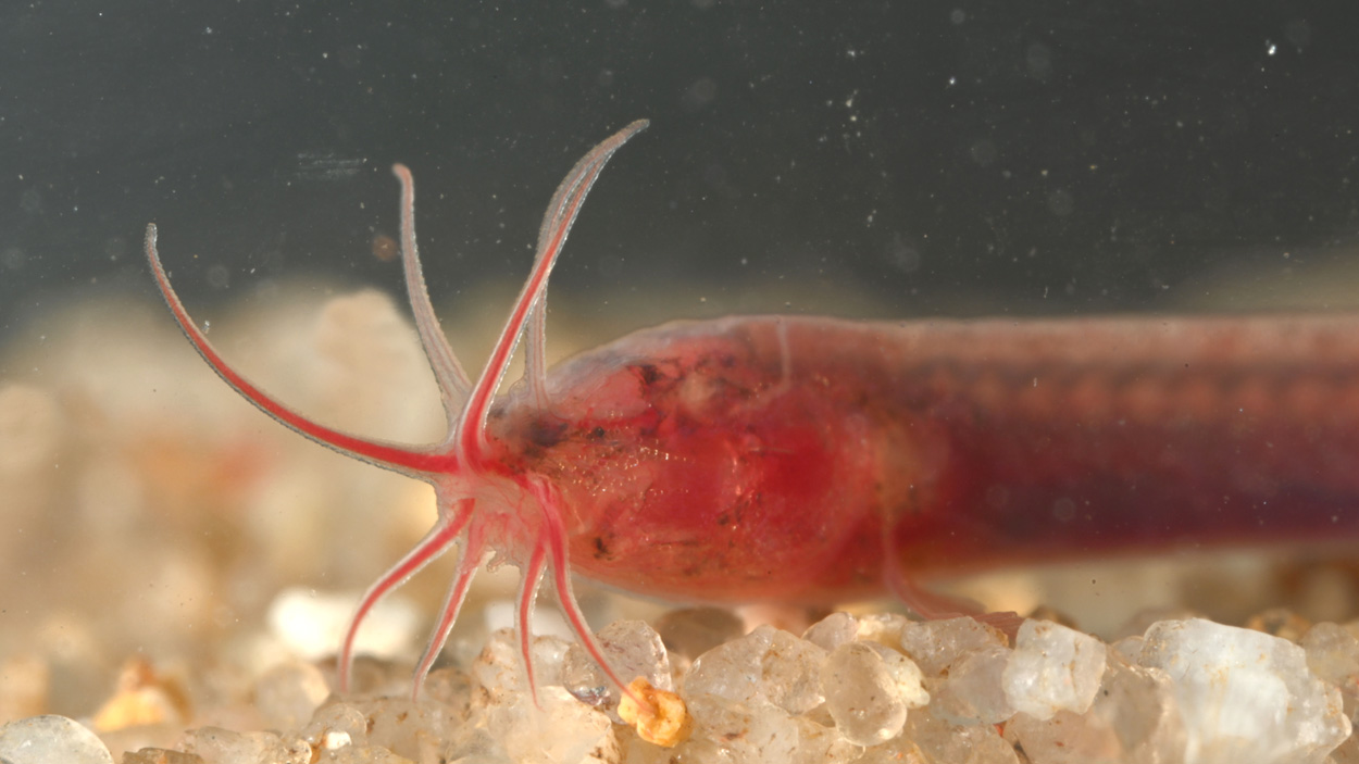 Gitchak nakana: Neu entdeckter Minifisch lebt im Grundwasser