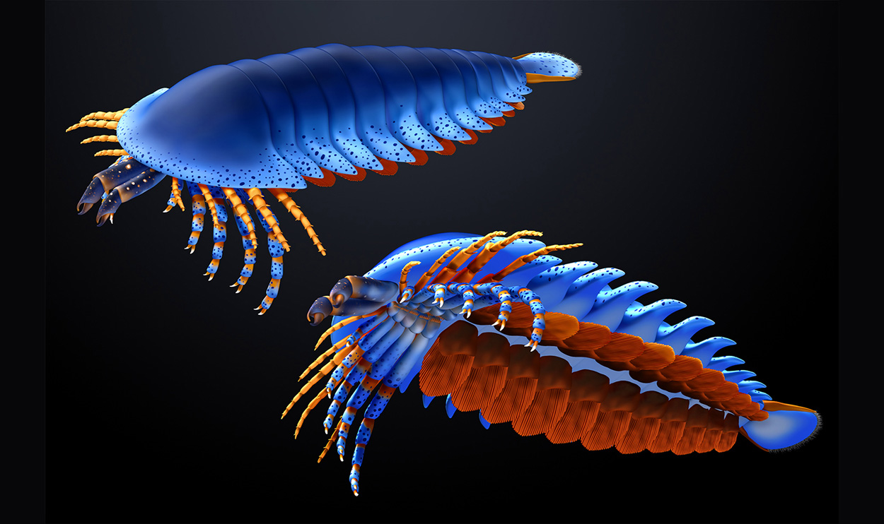 500 Millionen Jahre altes Fossil enthüllt Ursprung von Spinnen, Pfeilschwanzkrebsen und Co