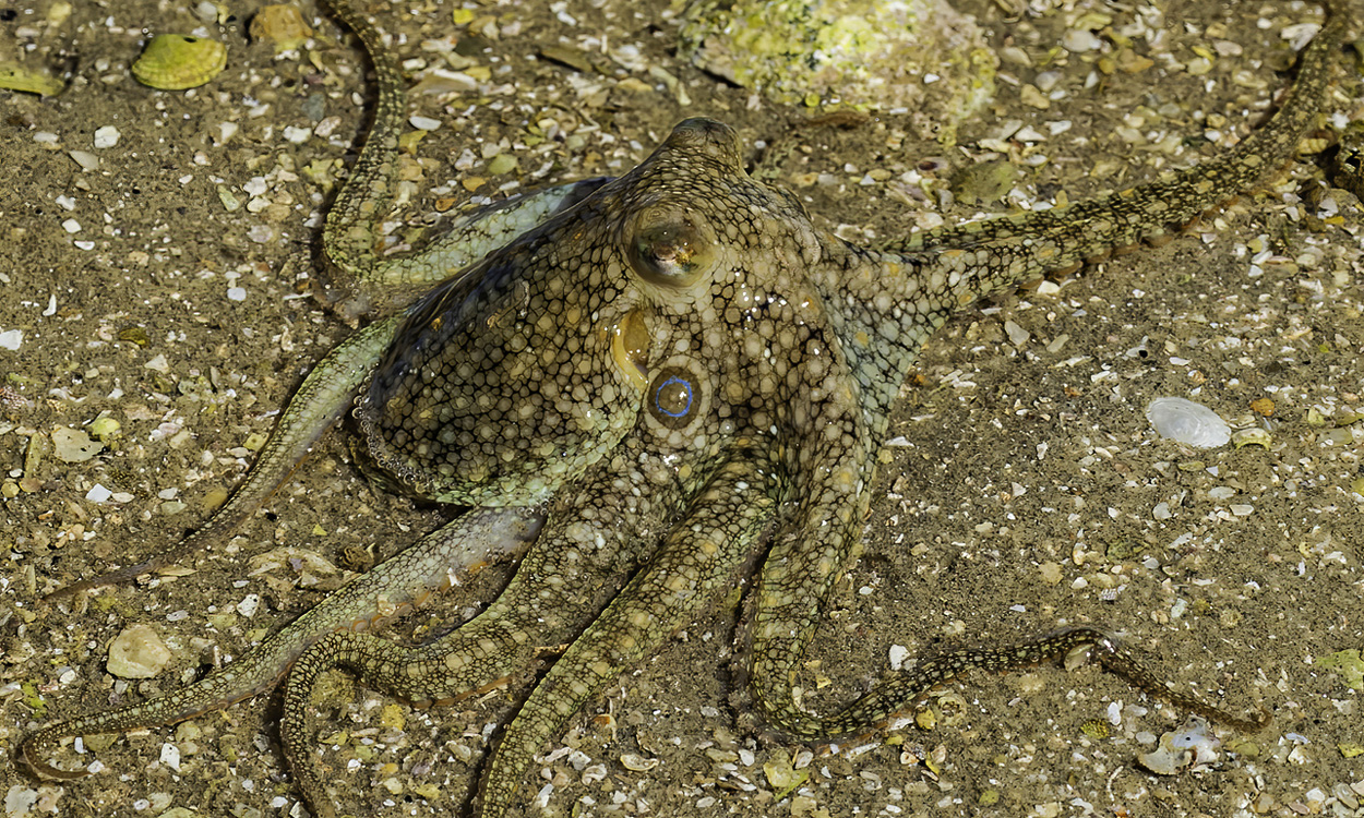 Oktopus-Liebesarm erspürt weibliche Hormone