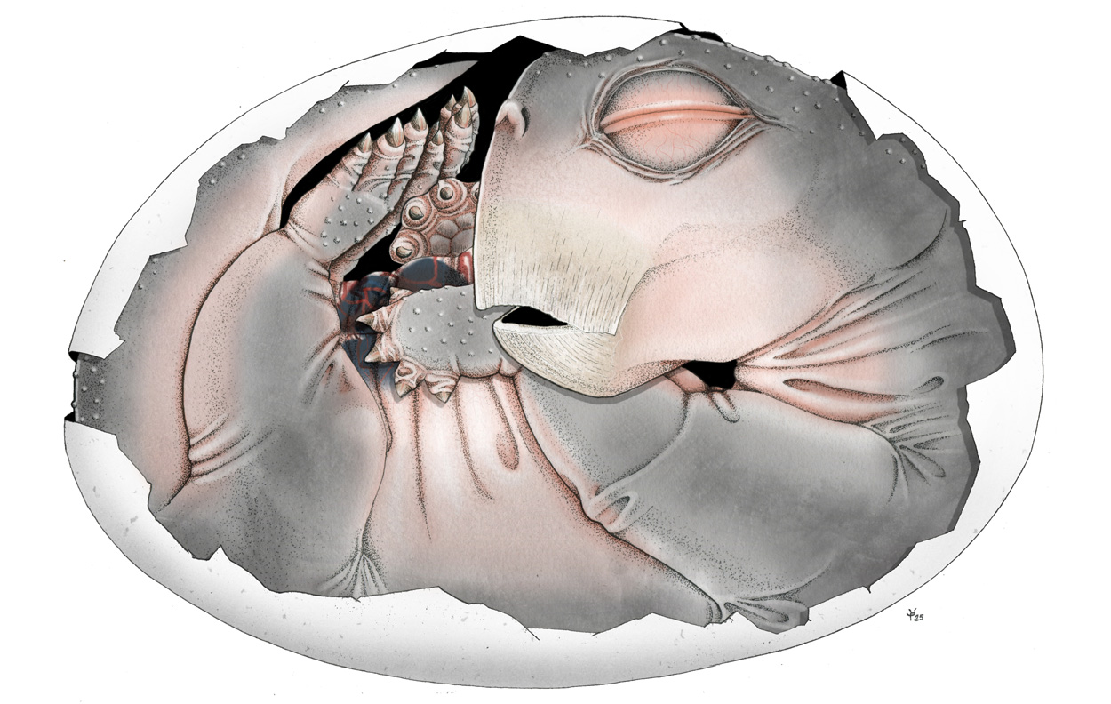 Säugetier-Vorfahr legte vor 250 Millionen Jahren noch Eier