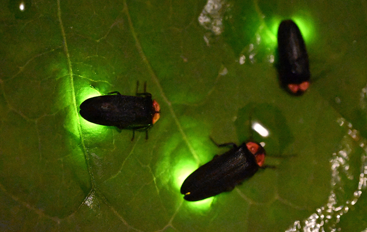 Der universelle Rhythmus der Natur