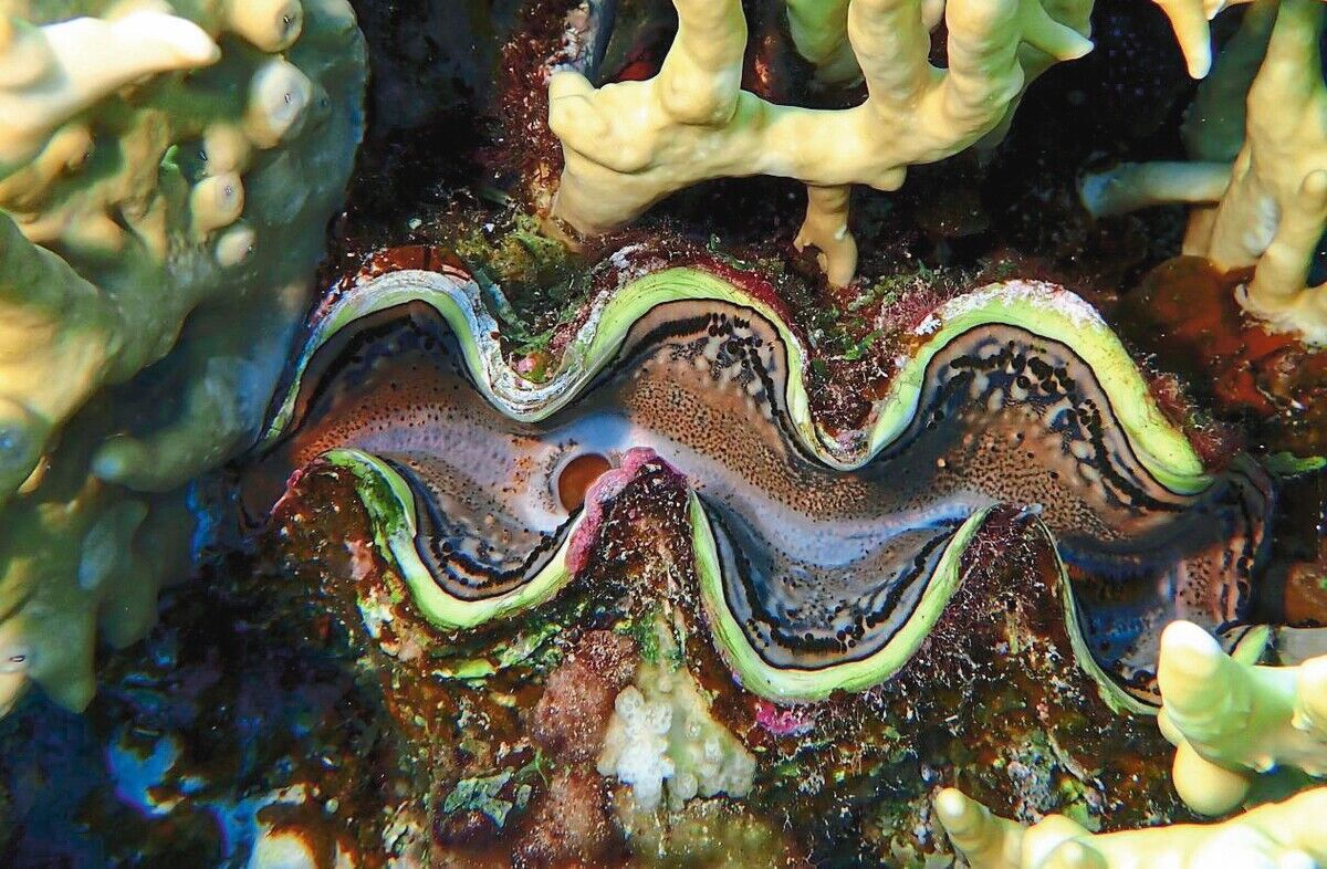 Riesenmuscheln und Islandmuscheln: Die Methusalem-Mollusken