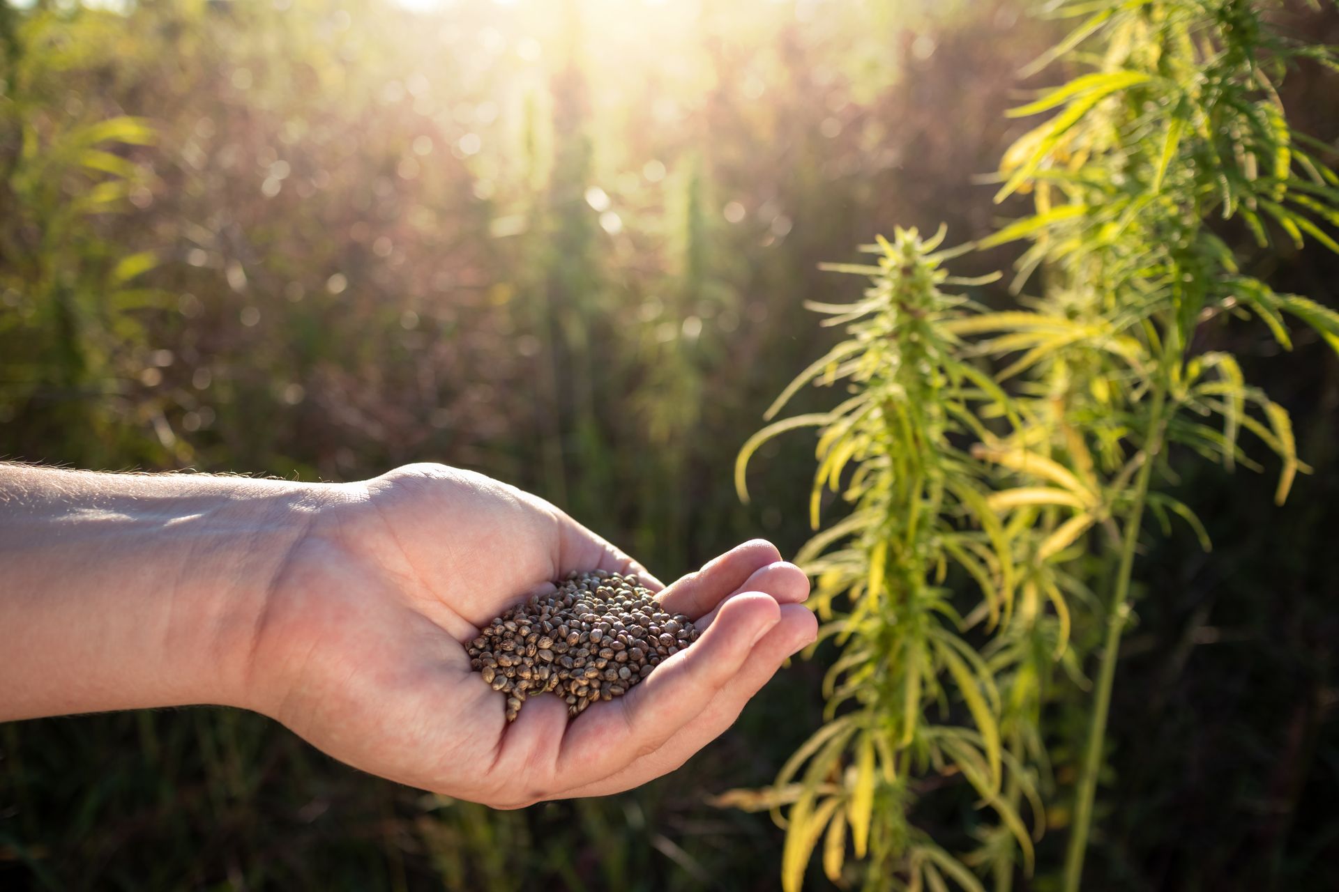 Wie stabil sind Cannabinoide?