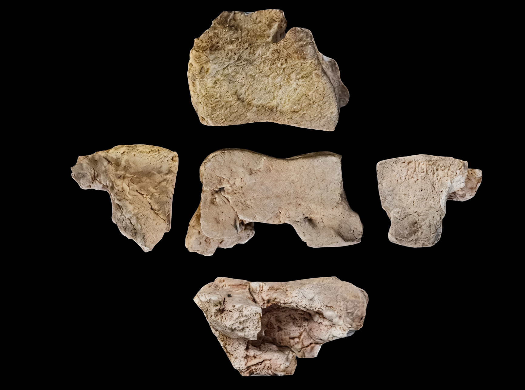 Elefantenknochen aus der Zeit von Hannibals Feldzügen