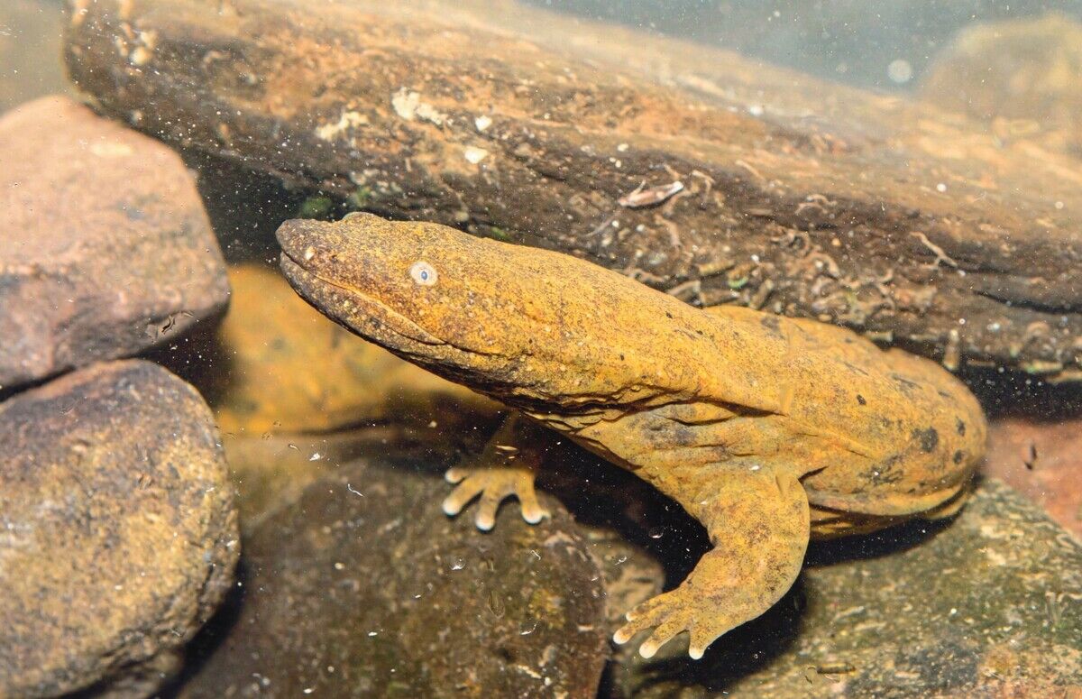 Riesensalamander – Relikte der Urzeit