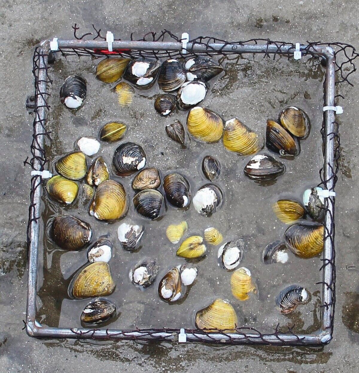 Körbchenmuscheln: invasive Delikatessen