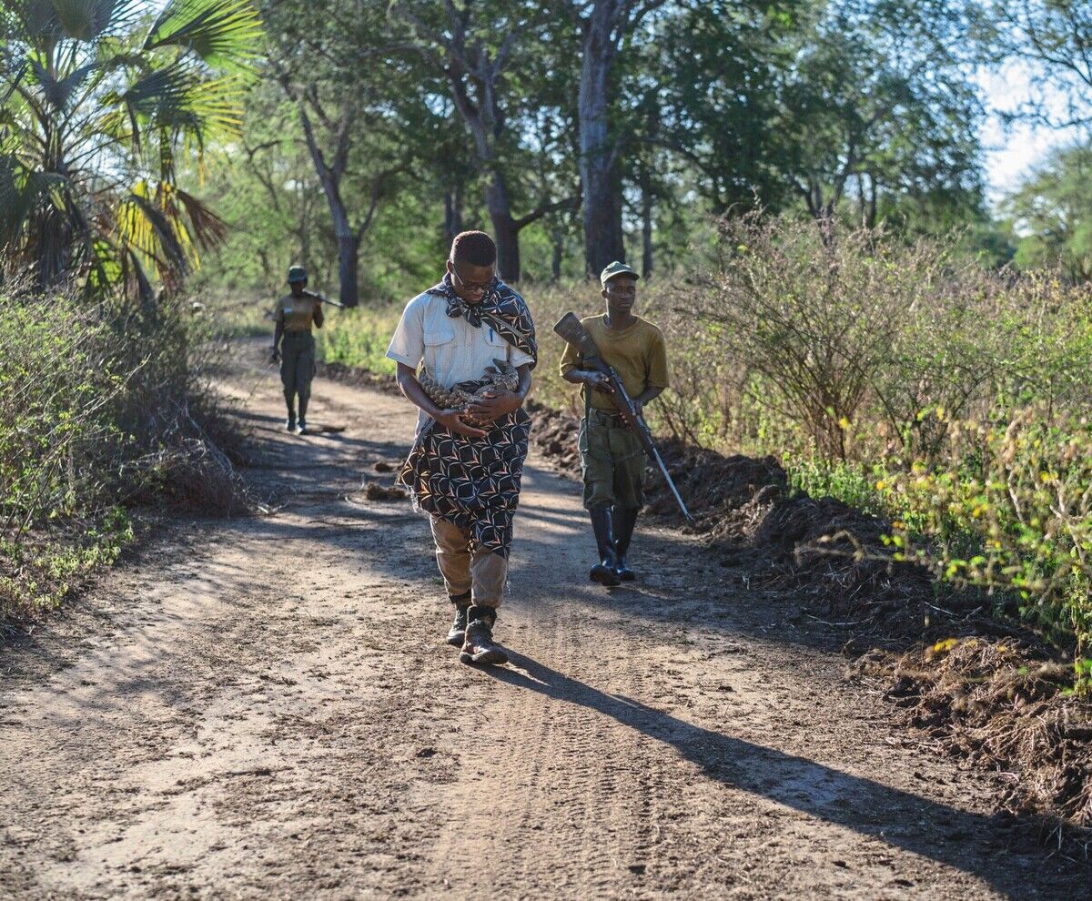 Der Gorongosa-Nationalpark: Vom Schlachtfeld zum Schutzgebiet