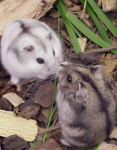 Warum Hamster im Herbst weniger Liebe machen