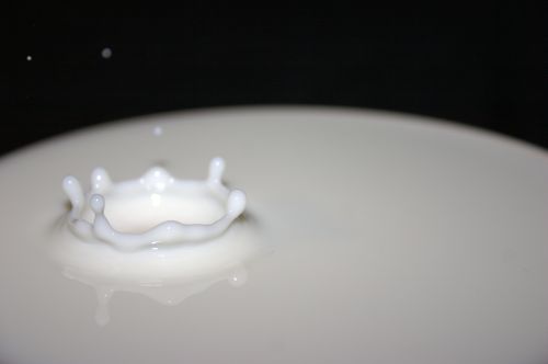 Fettarme Milch, frisch aus der Kuh
