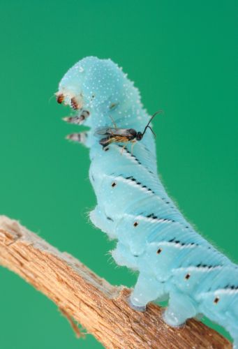 Schmarotzen mit Biotechnik