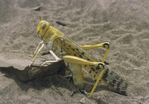 Was Heuschrecken zur schwärmenden Plage macht