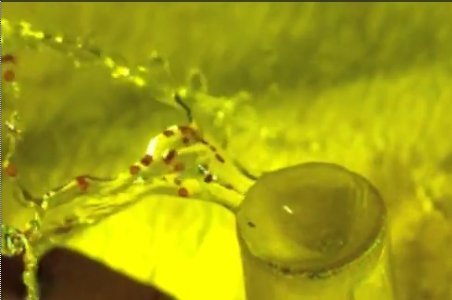 Video der Woche: Reise im Wassertropfen