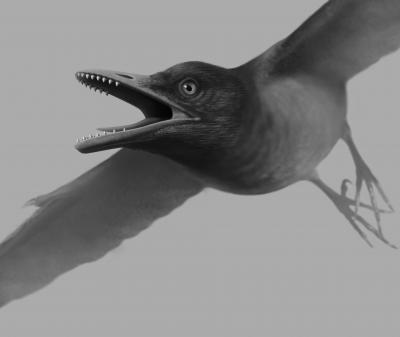 Vögel mit Panzerknacker-Zähnen