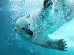 Eisbären weiter zum Abschuss freigegeben
