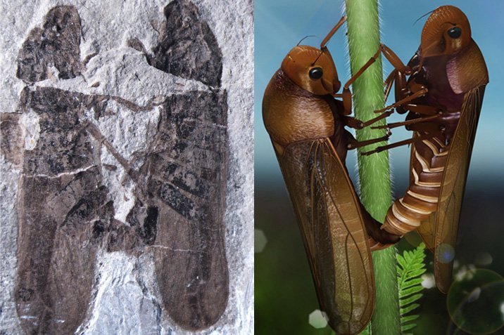 Sex unter Urzeit-Insekten