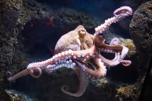 Kurios: Warum sich Oktopus-Arme nicht verknoten
