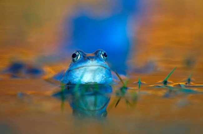 Hochzeit in Blau