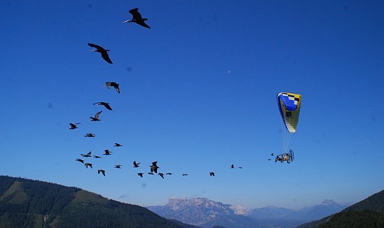 Ein Vogelzug der besonderen Art