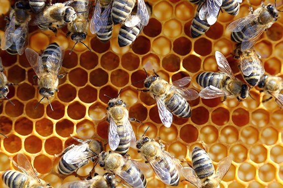 Honigbienen-Signale verblüffen Biologen
