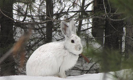 Weiße Hasen brauchen Schnee