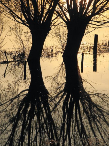 Im Spiegel der Elbe