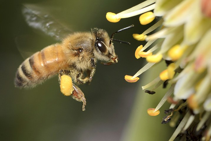 Neonicotinoide als Bienen-Verhütungsmittel