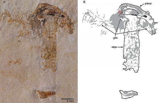 Ältestes Pilzfossil entdeckt