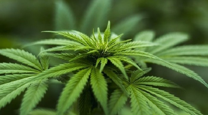 Kein Rausch: Was hinter dem Kürzel CBD steckt