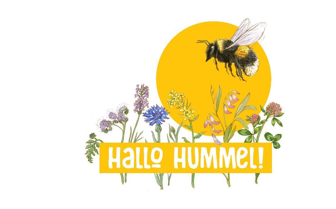 Was wissen Schüler über Hummeln?