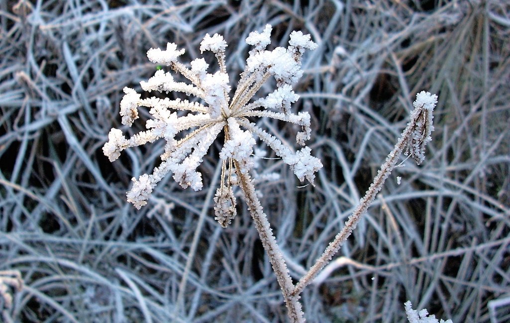 "Eisblume" am Rheinufer