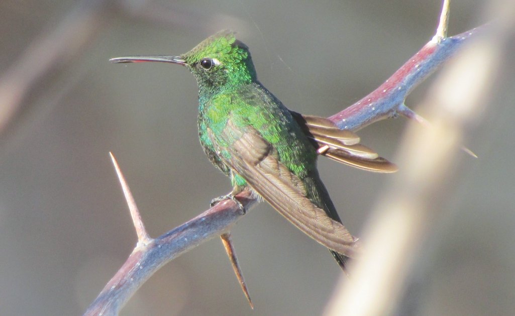 Kolibri im Dämmerlicht