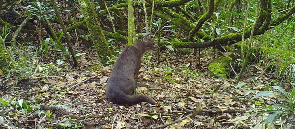 Schnappschuss der seltenen Goldkatze