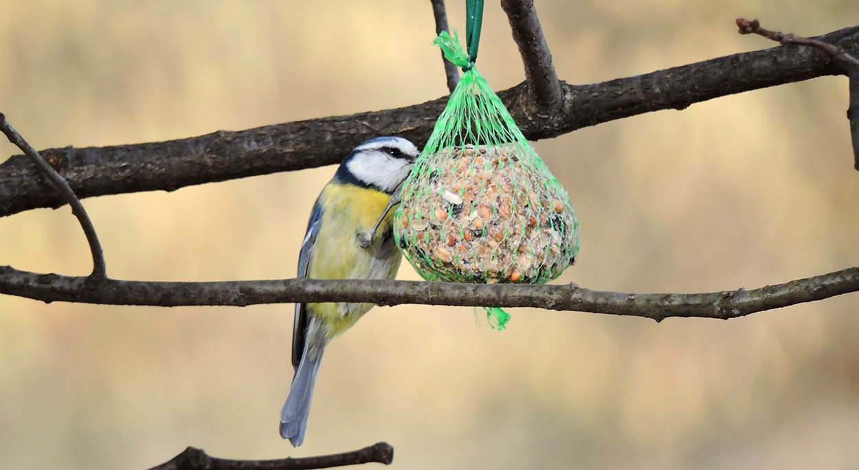 Invasive Samen im Vogelfutter