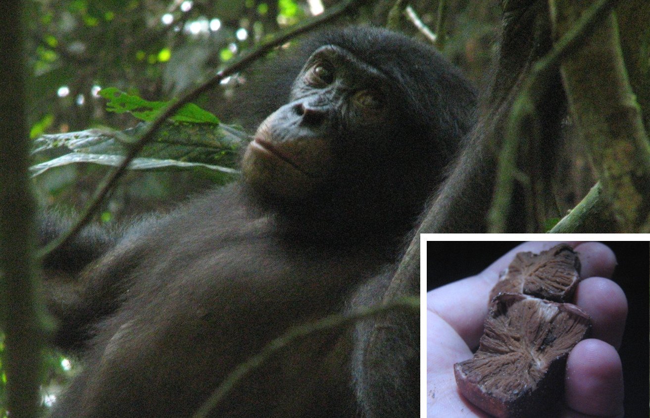Die „Trüffel“ der Bonobos